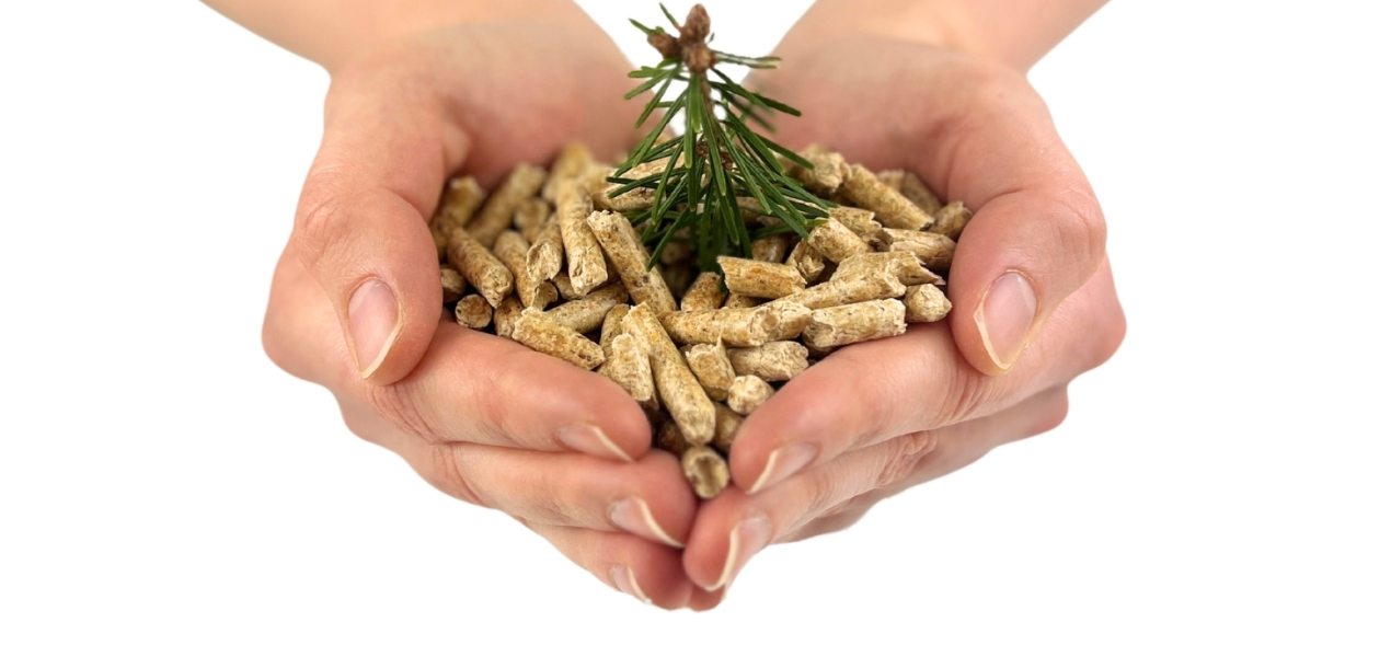 Hände mit Pellets und Tannenzweig