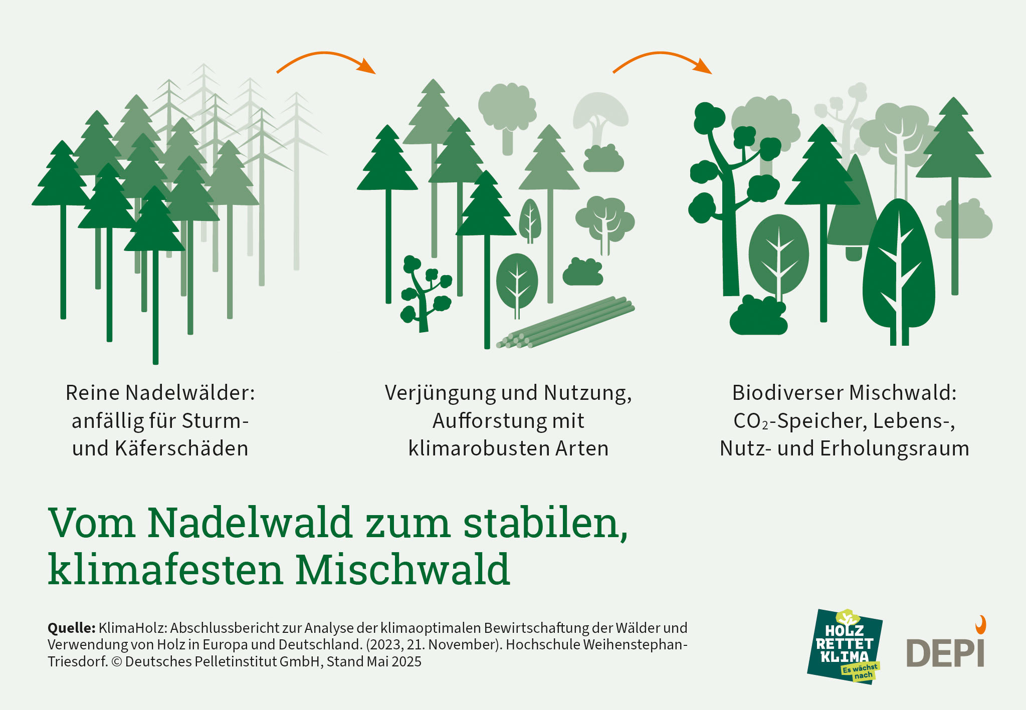 Vom Nadelwald zum stabilen, klimafesten Mischwald