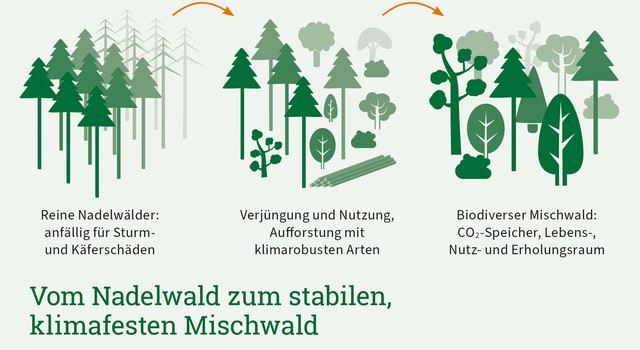 https://staging-media.depi.de/filer_public_thumbnails/filer_public/44/1c/441c0f2f-1f7a-4f76-8385-194f9214ff17/depi_grafik_vom-nadelwald-zum-stabilen-klimafesten-mischwald.jpg__640x350_q90_crop-smart_subject_location-945%2C657_subsampling-2.jpg