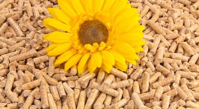 https://staging-media.depi.de/filer_public_thumbnails/filer_public/4f/20/4f206a90-4eae-4788-86ed-19751d2039fd/holzpellets-mit-sonnenblume.jpg__640x350_q90_crop-smart_subsampling-2.jpg